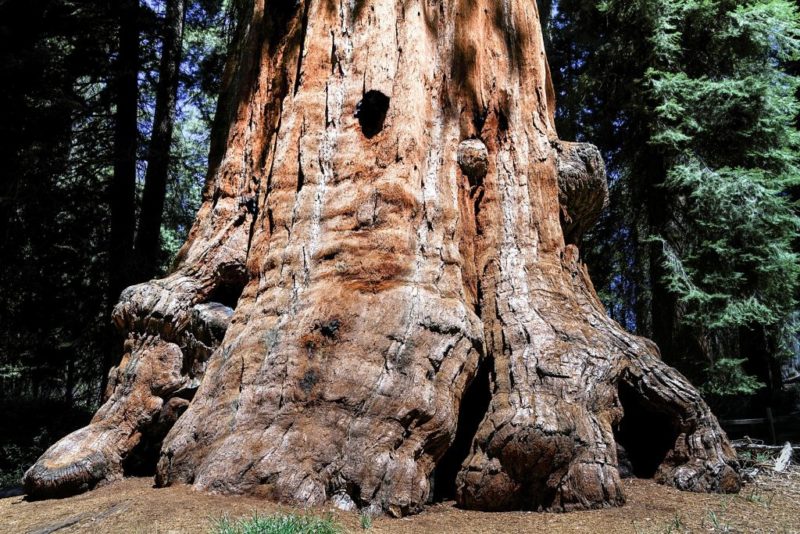 Bild: ein mächtiger Stamm eines Sequoia Giganteum Riesenmammutbaum